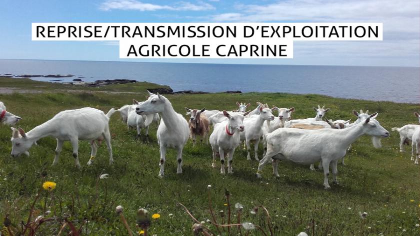 REPRISE/TRANSMISSION D’EXPLOITATION AGRICOLE CAPRINE - MIQUELON